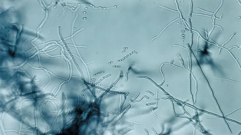 Encontrado un 'megaclúster' de antibióticos: la naturaleza nos pasa la factura de nuevo