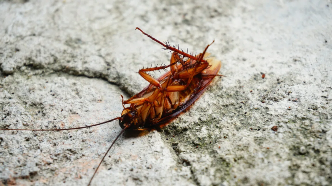 Las cucarachas llevan millones de años robando genes a las bacterias (y eso es muy heavy)