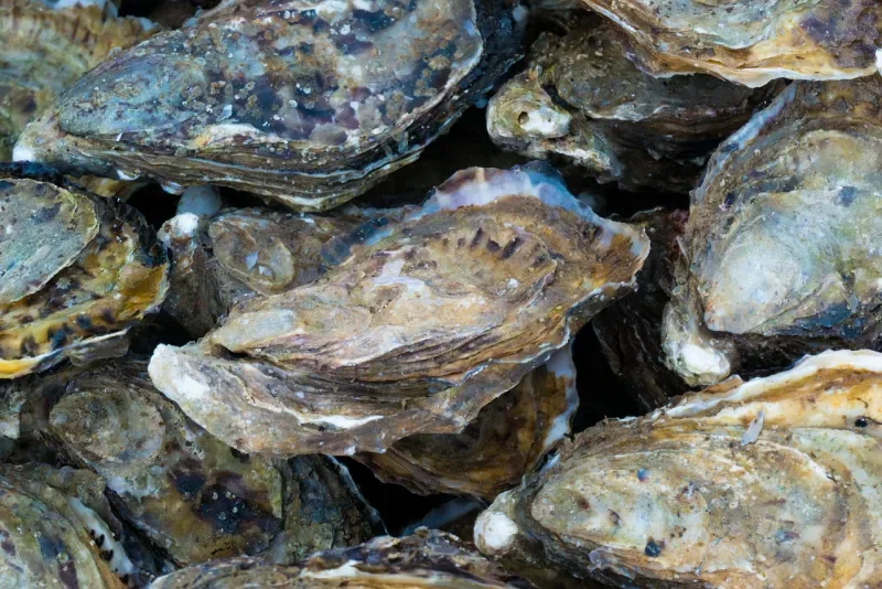 El problema de los chatbots que te dicen 'no' sin miramientos: llega Oyster-II